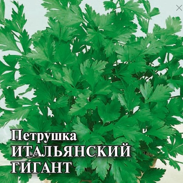 Петрушка Итальянский гигант листовая 25г /Гавриш/