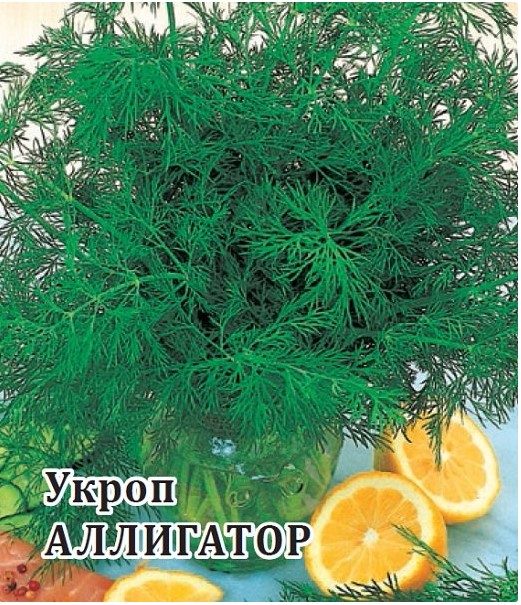 Укроп Аллигатор 50г /Гавриш/