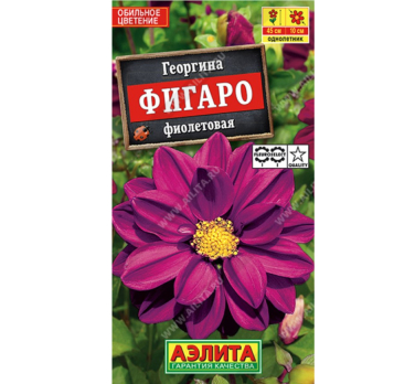 Георгина Фигаро махровая фиолетовая (Нидерланды) /Аэлита/