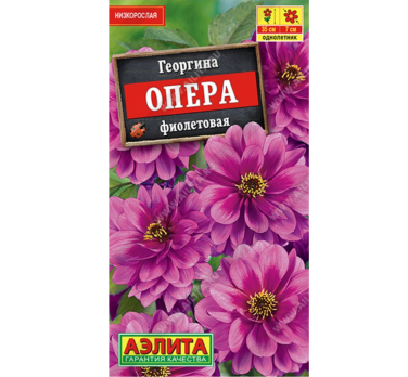 Георгина Опера фиолетовая (Китай) /Аэлита/