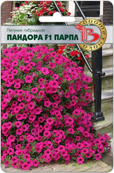Петуния каскадная Пандора Парпл (сурфин) F1 /Биотехника/