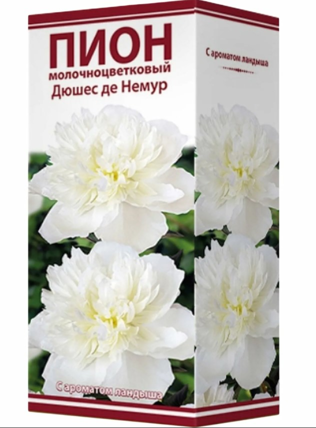 Пион молочноцветковый Дюшес де Немур /Поиск/
