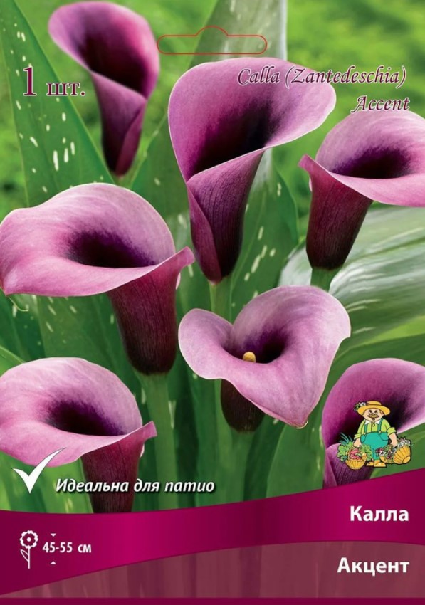 Калла Акцент /Поиск/