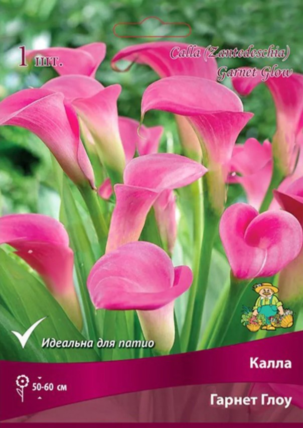 Калла Гарнет Глоу /Поиск/