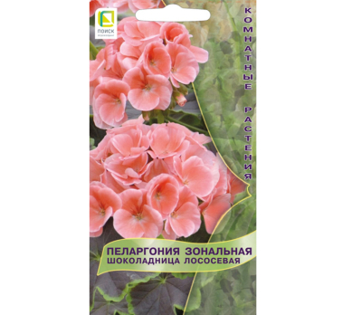 Пеларгония зональная Шоколадница Лососевая (5 шт) /Поиск/