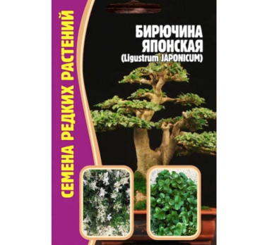 Бирючина японская (Ligustrum JAPONICUM) 12шт /Григорьев/