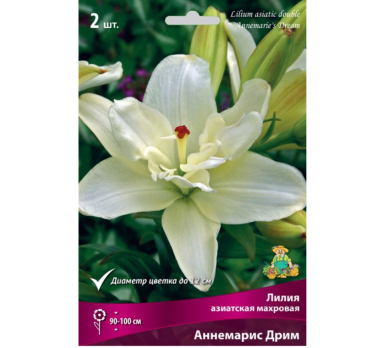Лилия Азиатская Аннемарис Дрим 2 шт /Поиск/