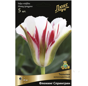 Тюльпан Зеленоцветный Флеминг Спрингрин 5шт /Поиск/