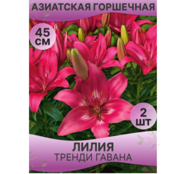 Лилия Азиатская горшечная Тренди Гавана 2шт /Поиск/