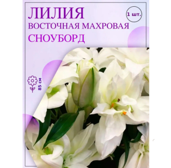 Лилия Восточная Сноуборд 1шт /Поиск/