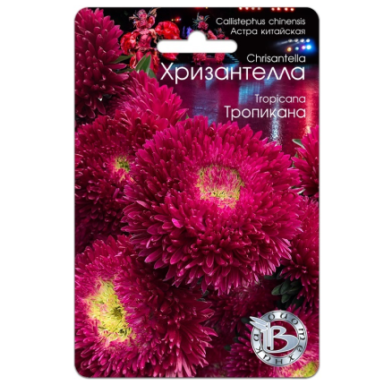 Хризантелла (Астра китайская) Тропикана (30шт) /Биотехника/