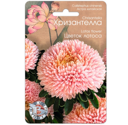 Хризантелла (Астра китайская) Цветок Лотоса (30шт) /Биотехника/
