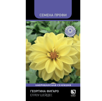 Георгина Фигаро Еллоу Шейдес (10шт) /Поиск/