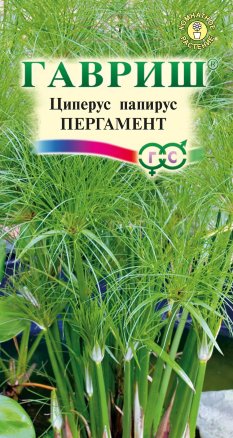 Циперус папирус Пергамент /Гавриш/