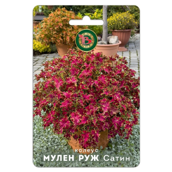 Колеус компактный фистончатолистный Мулен Руж Сатин /Биотехника/