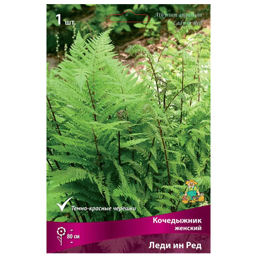 Кочедыжник женский Леди ин Ред /Поиск/