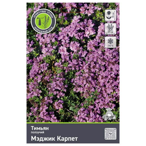 Тимьян ползучий Мэджик Карпет /пОИСК/