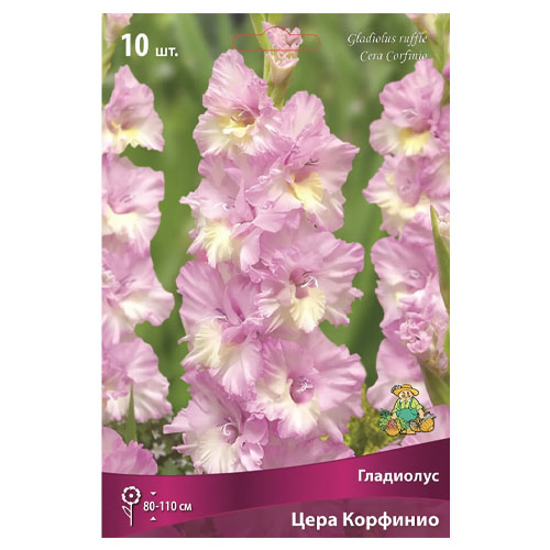 Гладиолус Цера Корфинио 10шт /Поиск/