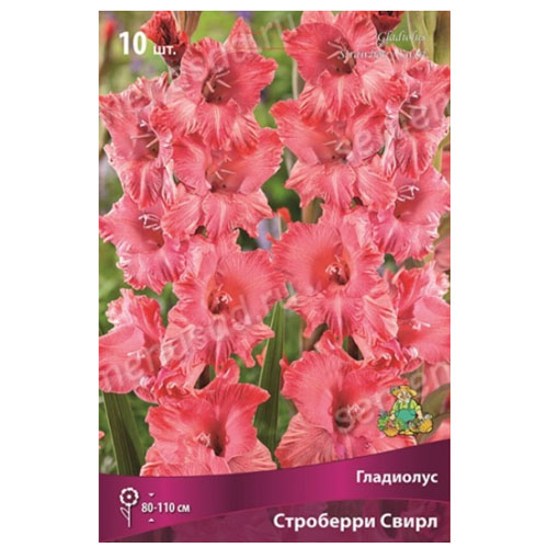 Гладиолус Строберри Свирл 5шт /Поиск/