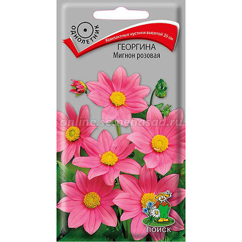 Георгина Мигнон розовая /Поиск/