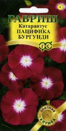 Катарантус Пацифика Бургундия /Гавриш/ Элитная клумба