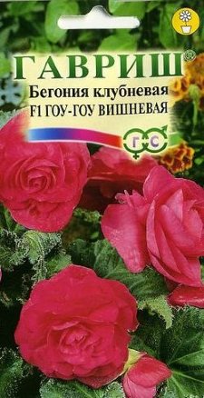 Бегония Гоу-гоу вишневая /Гавриш/