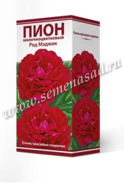 Пион молочноцветковый Ред Мэджик /Поиск/
