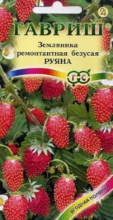 Земляника ремонтантная Руяна /Гавриш/