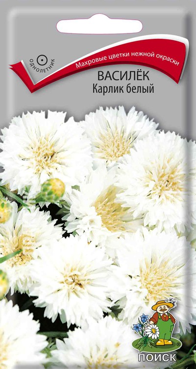 Василёк Карлик белый /Поиск/