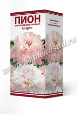Пион молочноцветковый Алерти /Поиск/