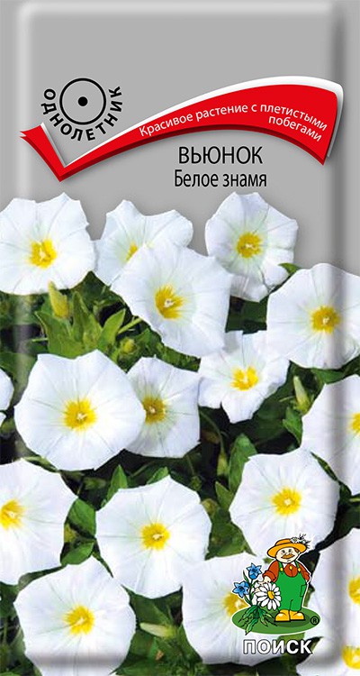 Вьюнок Белое знамя /Поиск/