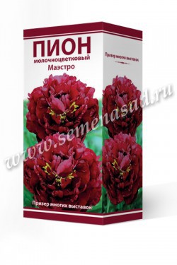 Пион молочноцветковый Маэстро /Поиск/