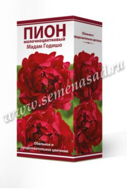 Пион молочноцветковый Мадам Годишо /Поиск/