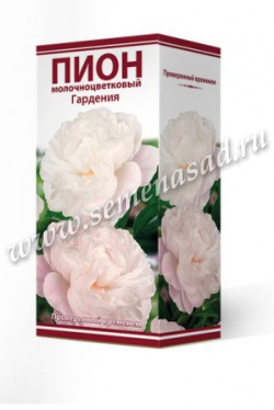 Пион молочноцветковый Гардения /Поиск/
