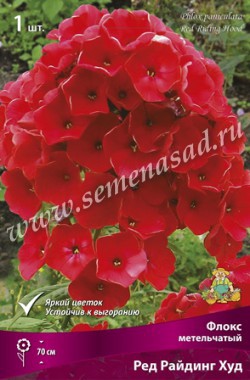 Флокс метельчатый Ред Райдинг Худ (1шт,) /Поиск/