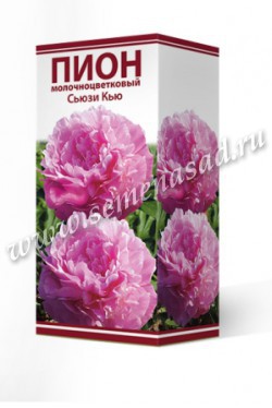 Пион молочноцветковый Сьюзи Кью /Поиск/