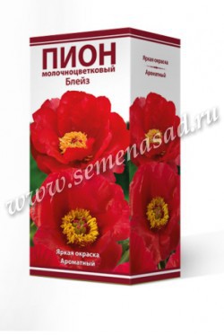 Пион молочноцветковый Блейз /Поиск/