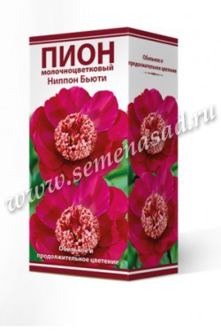 Пион молочноцветковый Ниппон Бьюти /Поиск/