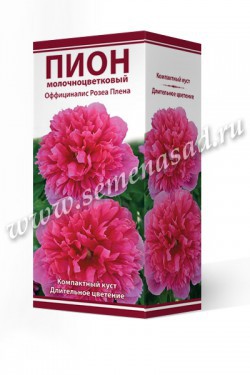 Пион молочноцветковый Оффициналис Розеа Плена /Поиск/