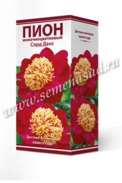 Пион молочноцветковый Сорд Данс /Поиск/