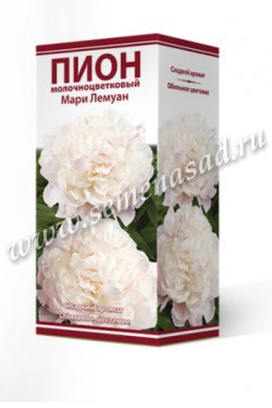 Пион молочноцветковый Мари Лемуан /Поиск/