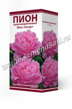 Пион молочноцветковый Мисс Экхарт /Поиск/