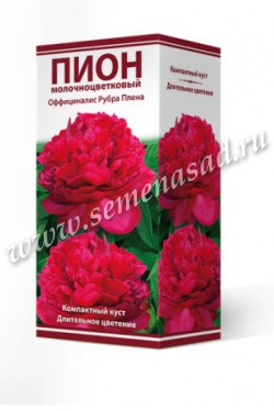 Пион молочноцветковый Оффициналис Рубра Плена /Поиск/