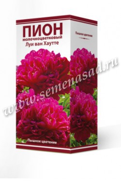 Пион молочноцветковый Луи ван Хаутте /Поиск/