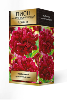 Пион молочноцветковый Армани /Поиск/