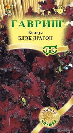 Колеус Блэк Драгон /Гавриш/ Элитная клумба