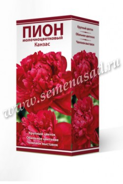 Пион молочноцветковый Канзас /Поиск/
