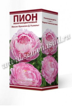 Пион молочноцветковый Миссис Франклин /Поиск/