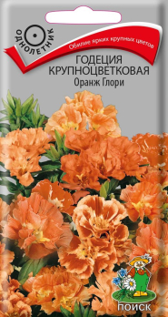 Годеция крупноцветковая Оранж Глори /Поиск/