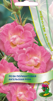 Роза полиантовая Ангельская Роза (5 шт) /Поиск/